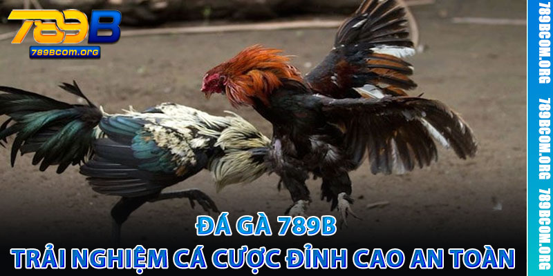 Đá Gà 789b