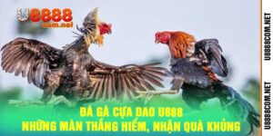 Đá Gà Cựa Dao U888 - Những Màn Thắng Hiểm, Nhận Quà Khủng